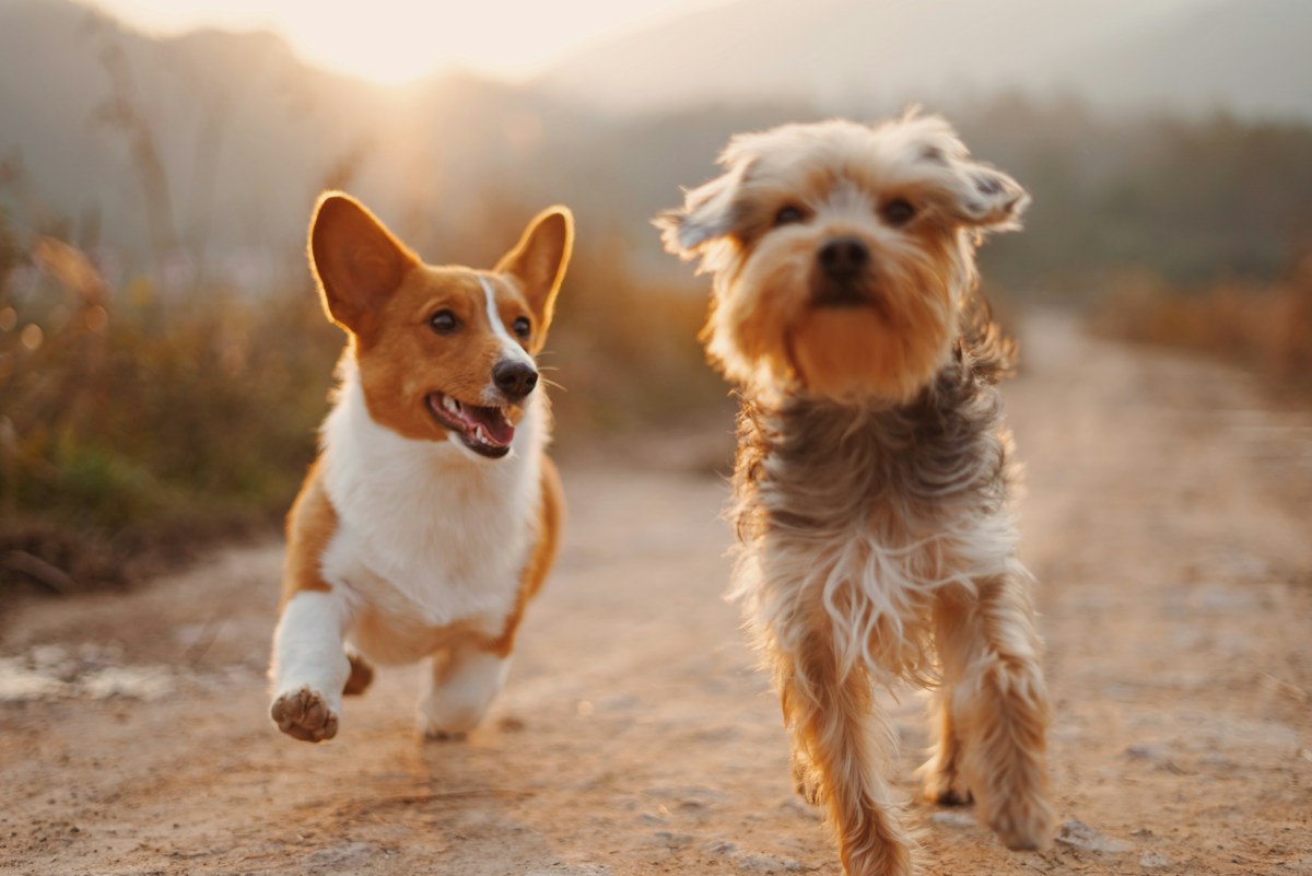 Two rescued dogs walking together outdoors
